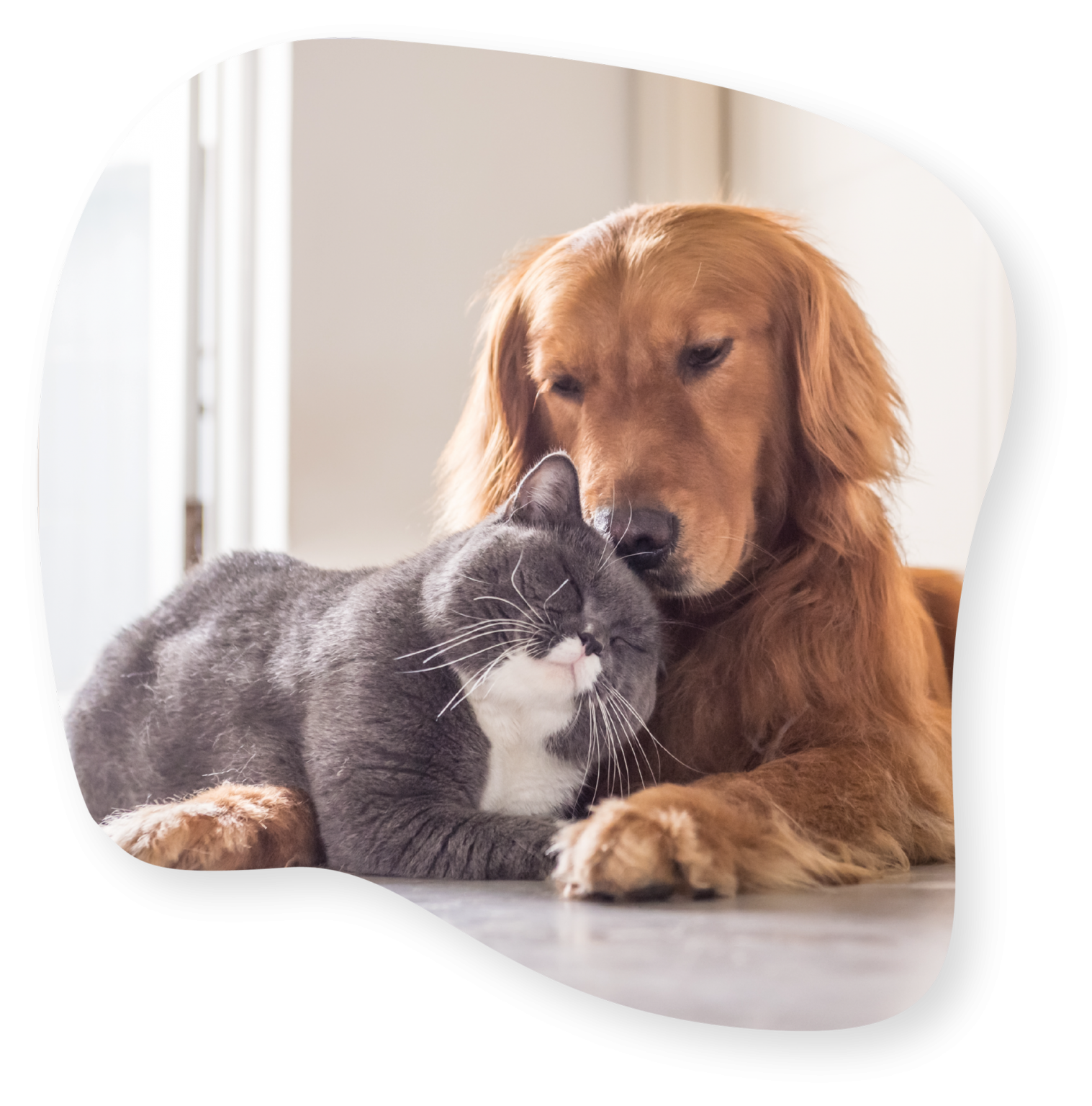 Dierenpension in de buurt van Chaam met ruime verwarmde verblijven voor honden en katten, inclusief speelweides voor actieve